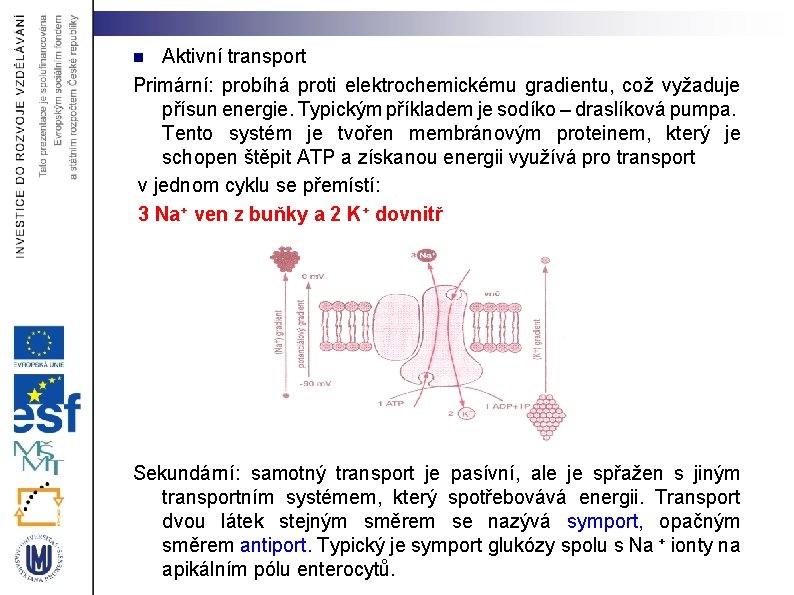 Aktivní transport Primární: probíhá proti elektrochemickému gradientu, což vyžaduje přísun energie. Typickým příkladem je