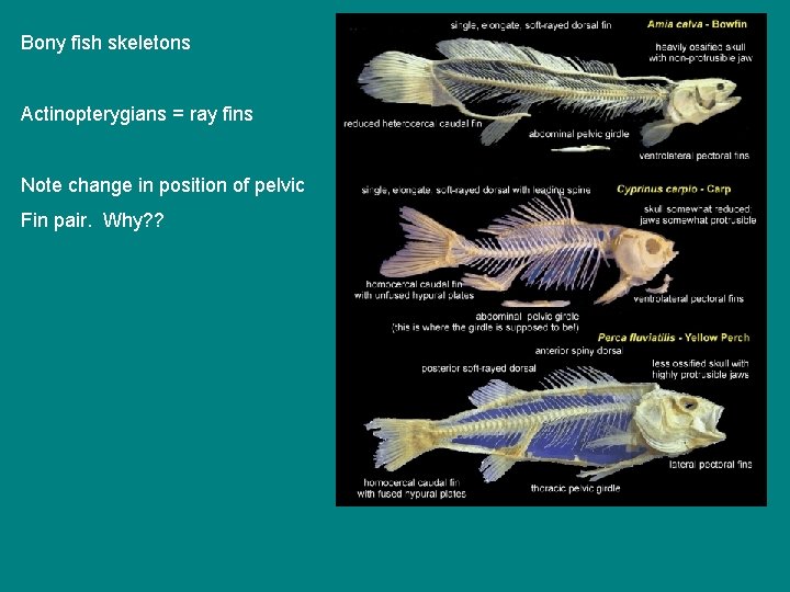 Bony fish skeletons Actinopterygians = ray fins Note change in position of pelvic Fin