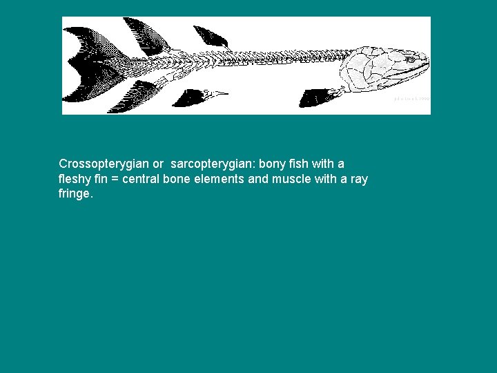 Crossopterygian or sarcopterygian: bony fish with a fleshy fin = central bone elements and