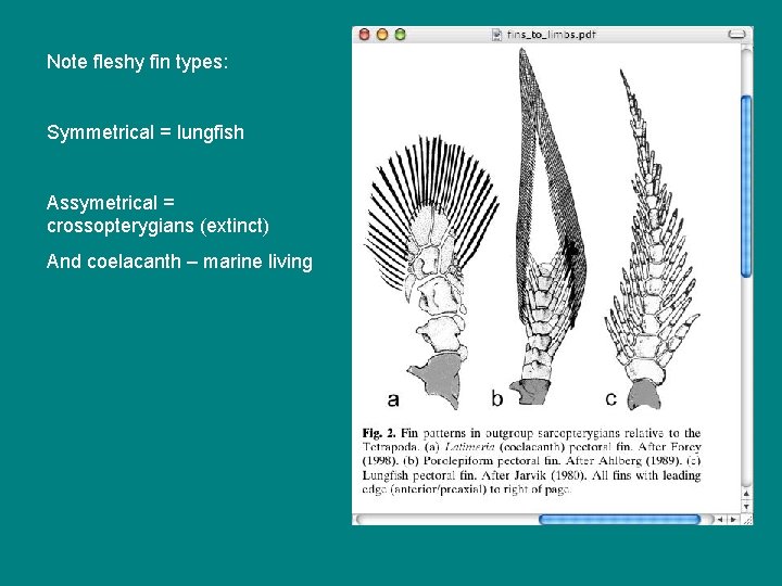 Note fleshy fin types: Symmetrical = lungfish Assymetrical = crossopterygians (extinct) And coelacanth –