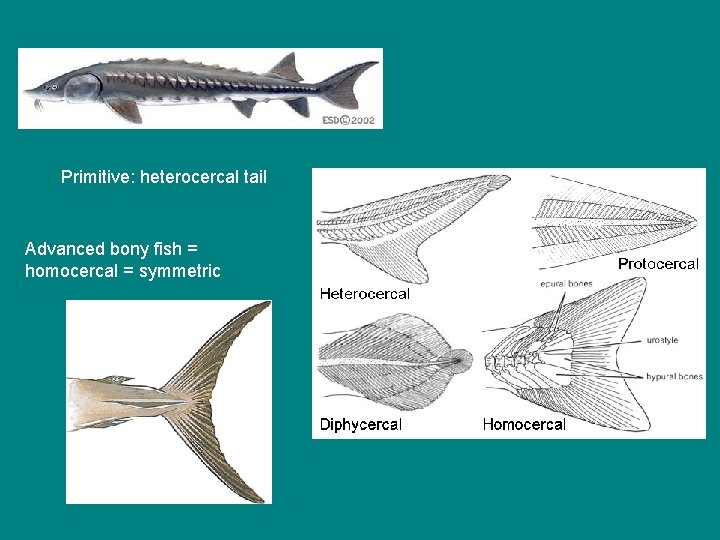 Primitive: heterocercal tail Advanced bony fish = homocercal = symmetric 