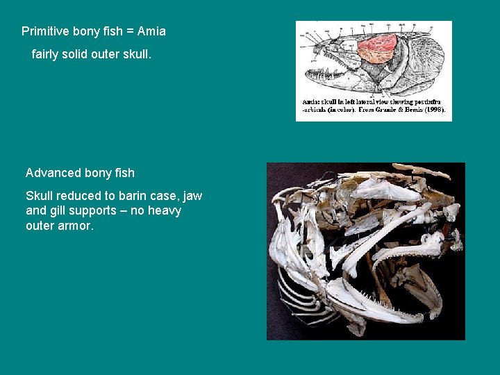 Primitive bony fish = Amia fairly solid outer skull. Advanced bony fish Skull reduced