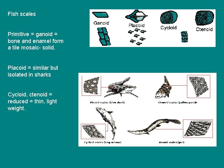 Fish scales Primitive = ganoid = bone and enamel form a tile mosaic- solid.