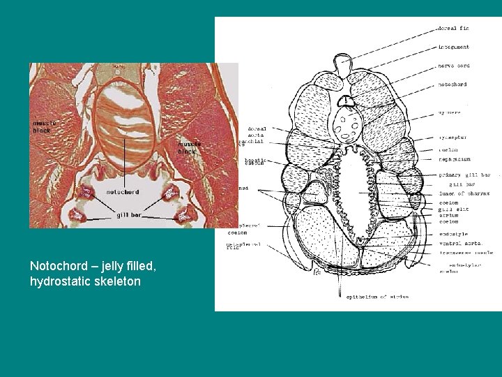 Notochord – jelly filled, hydrostatic skeleton 