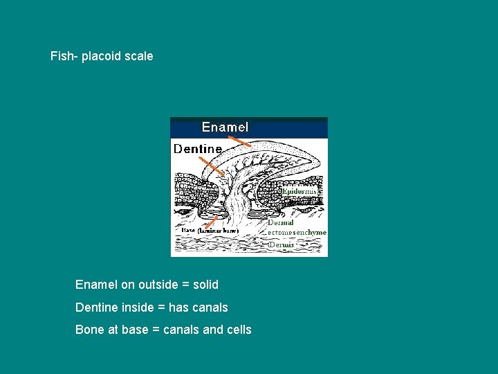 Fish- placoid scale Enamel on outside = solid Dentine inside = has canals Bone