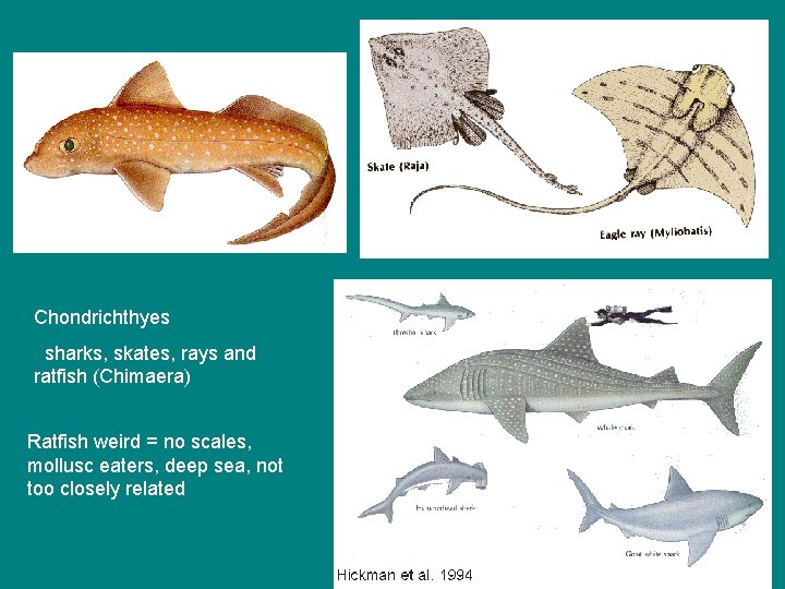 Chondrichthyes sharks, skates, rays and ratfish (Chimaera) Ratfish weird = no scales, mollusc eaters,