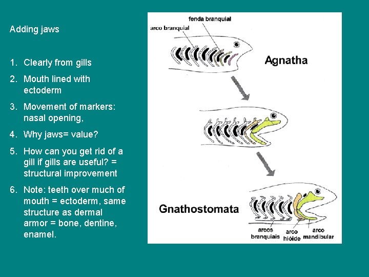 Adding jaws 1. Clearly from gills 2. Mouth lined with ectoderm 3. Movement of