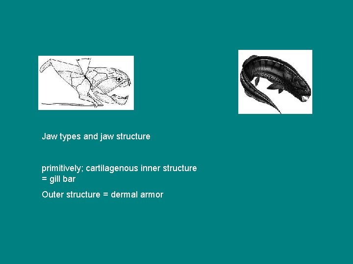 Jaw types and jaw structure primitively; cartilagenous inner structure = gill bar Outer structure