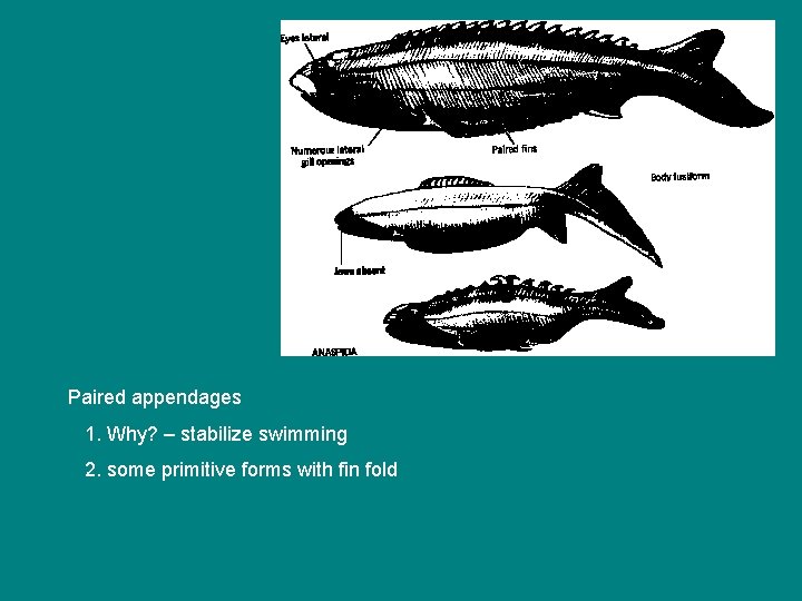 Paired appendages 1. Why? – stabilize swimming 2. some primitive forms with fin fold