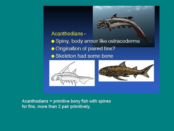 Acanthodians = primitive bony fish with spines for fins, more than 2 pair primitively.