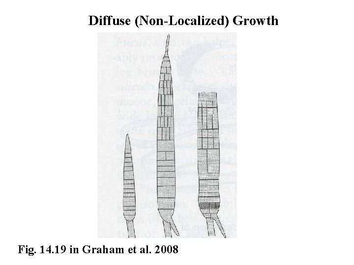 Diffuse (Non-Localized) Growth Fig. 14. 19 in Graham et al. 2008 