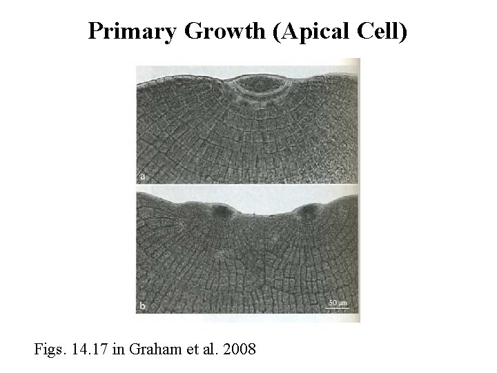 Primary Growth (Apical Cell) Figs. 14. 17 in Graham et al. 2008 