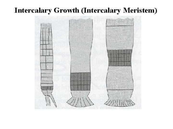 Intercalary Growth (Intercalary Meristem) 