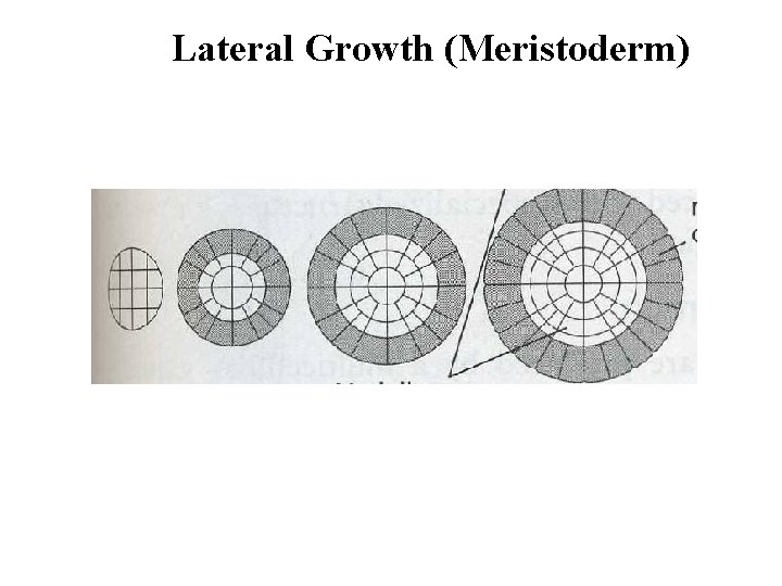 Lateral Growth (Meristoderm) 