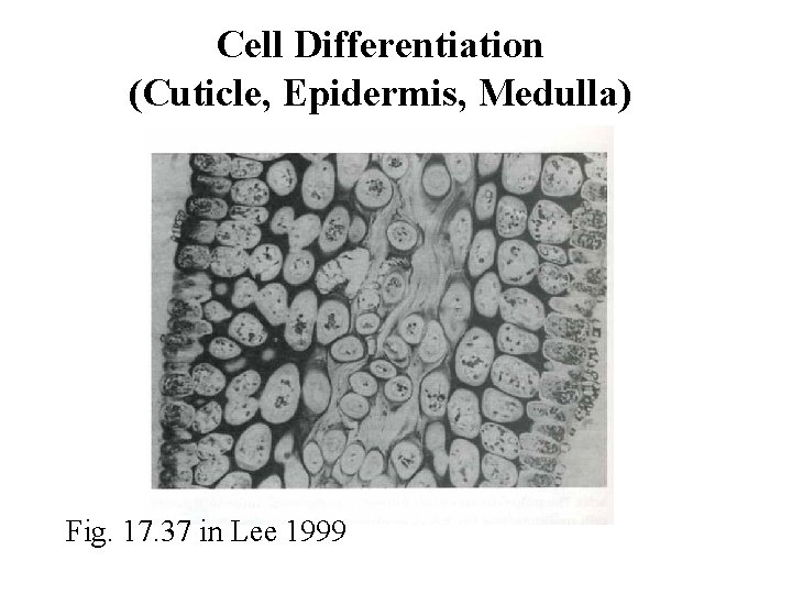 Cell Differentiation (Cuticle, Epidermis, Medulla) Fig. 17. 37 in Lee 1999 