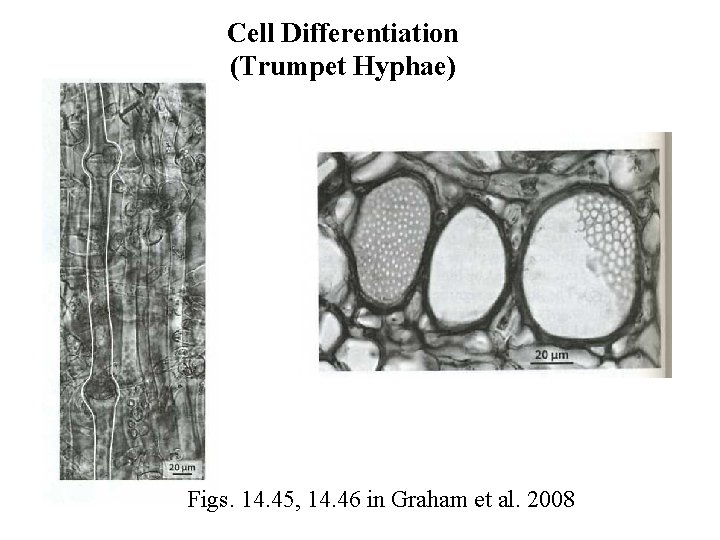 Cell Differentiation (Trumpet Hyphae) Figs. 14. 45, 14. 46 in Graham et al. 2008