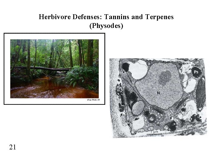 Herbivore Defenses: Tannins and Terpenes (Physodes) 21 