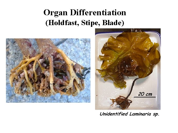 Organ Differentiation (Holdfast, Stipe, Blade) 