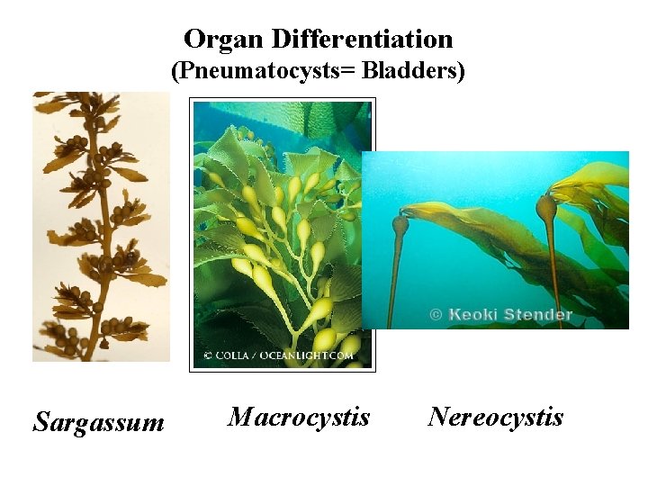 Organ Differentiation (Pneumatocysts= Bladders) Sargassum Macrocystis Nereocystis 