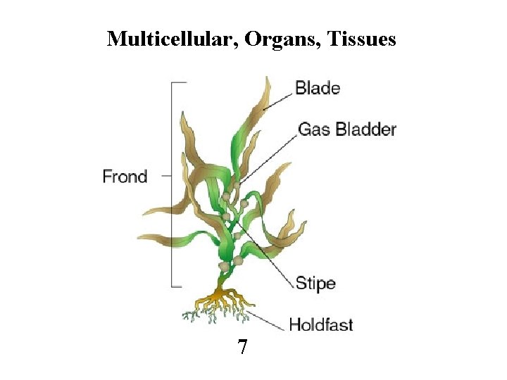 Multicellular, Organs, Tissues 7 