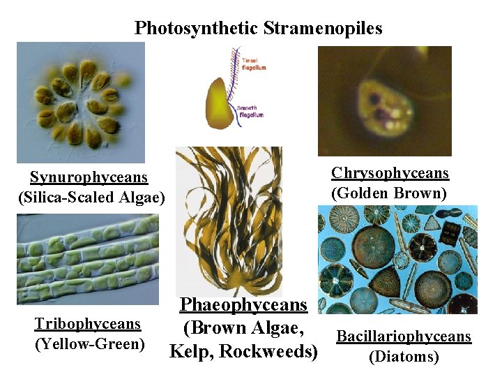 Photosynthetic Stramenopiles Synurophyceans (Silica-Scaled Algae) Tribophyceans (Yellow-Green) Chrysophyceans (Golden Brown) Phaeophyceans (Brown Algae, Bacillariophyceans