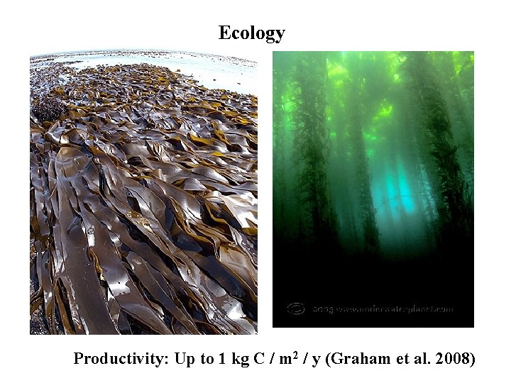 Ecology Productivity: Up to 1 kg C / m 2 / y (Graham et