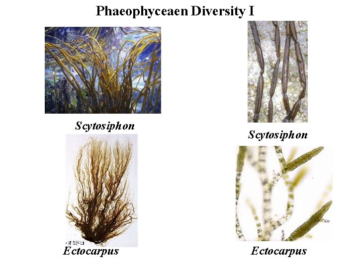 Phaeophyceaen Diversity I Scytosiphon Ectocarpus 