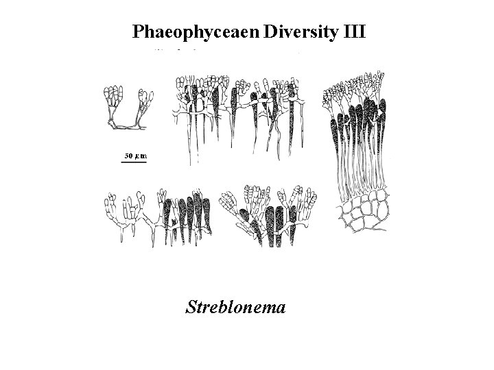 Phaeophyceaen Diversity III Streblonema 