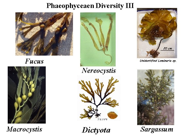 Phaeophyceaen Diversity III Fucus Nereocystis Macrocystis Dictyota Sargassum 