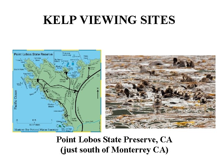 KELP VIEWING SITES Point Lobos State Preserve, CA (just south of Monterrey CA) 