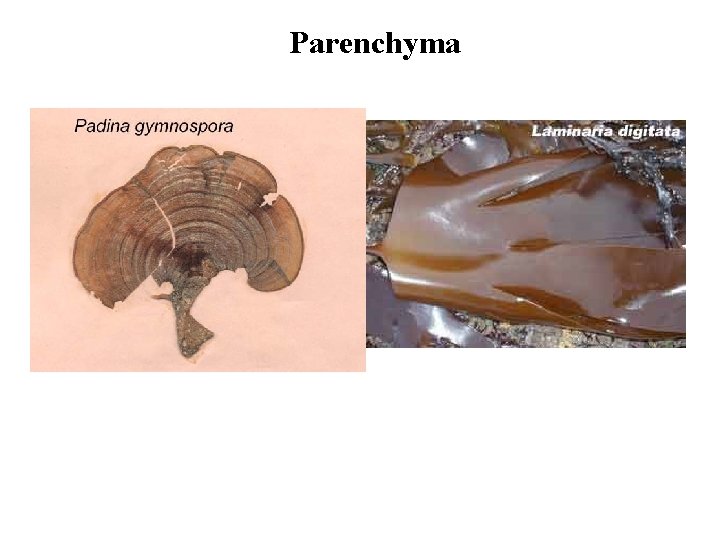 Parenchyma 