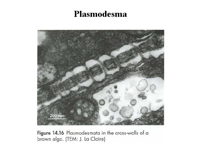 Plasmodesma 