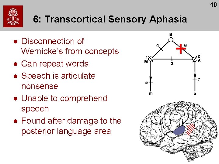 10 6: Transcortical Sensory Aphasia l l l Disconnection of Wernicke’s from concepts Can 10 6: Transcortical Sensory Aphasia l l l Disconnection of Wernicke’s from concepts Can