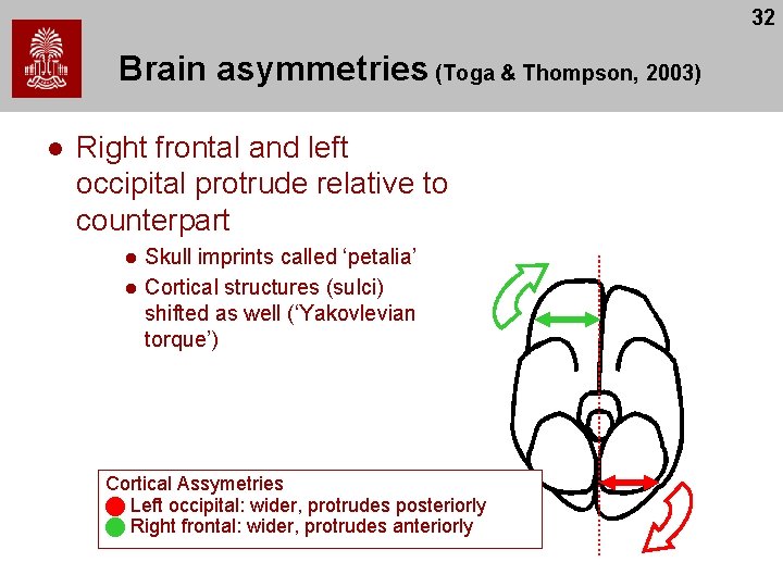 32 Brain asymmetries (Toga & Thompson, 2003) l Right frontal and left occipital protrude 32 Brain asymmetries (Toga & Thompson, 2003) l Right frontal and left occipital protrude