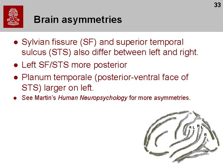 33 Brain asymmetries l l Sylvian fissure (SF) and superior temporal sulcus (STS) also 33 Brain asymmetries l l Sylvian fissure (SF) and superior temporal sulcus (STS) also