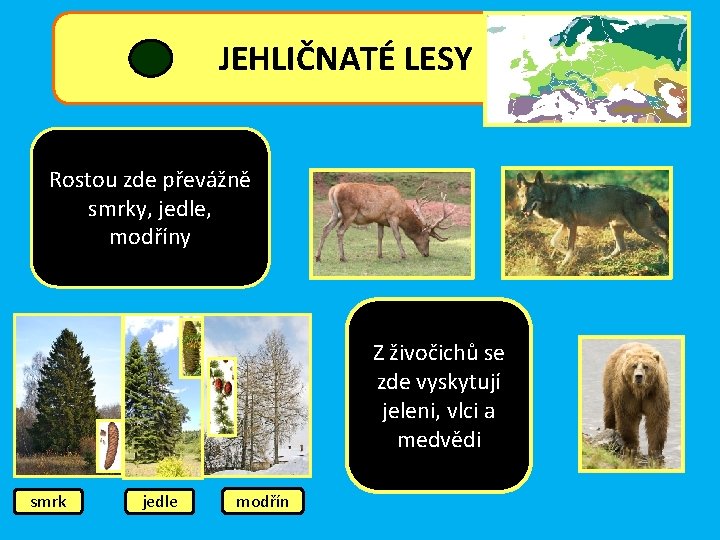 JEHLIČNATÉ LESY Rostou zde převážně smrky, jedle, modříny Z živočichů se zde vyskytují jeleni,