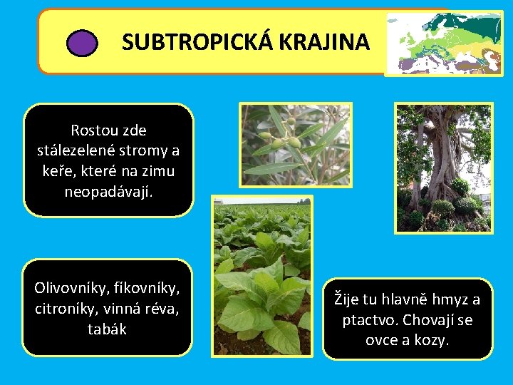 SUBTROPICKÁ KRAJINA Rostou zde stálezelené stromy a keře, které na zimu neopadávají. Olivovníky, fíkovníky,