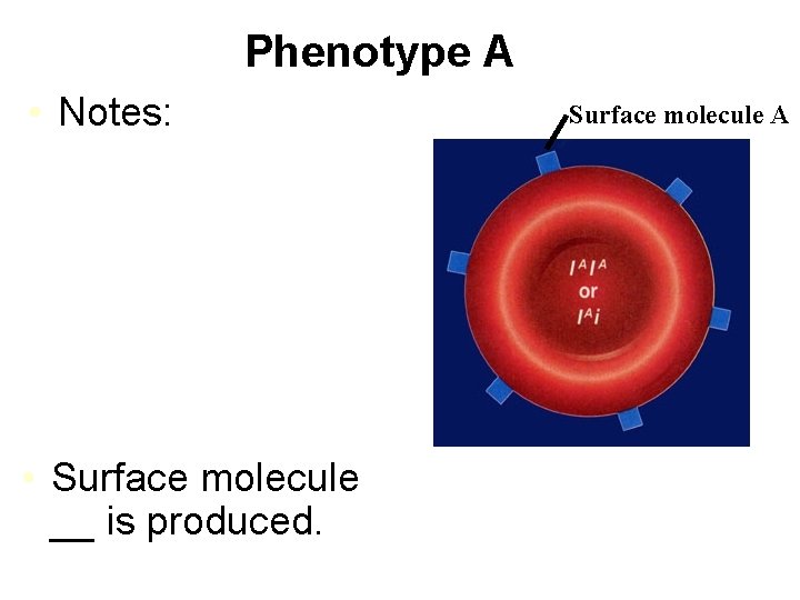 Phenotype A • Notes: • Surface molecule __ is produced. Surface molecule A 