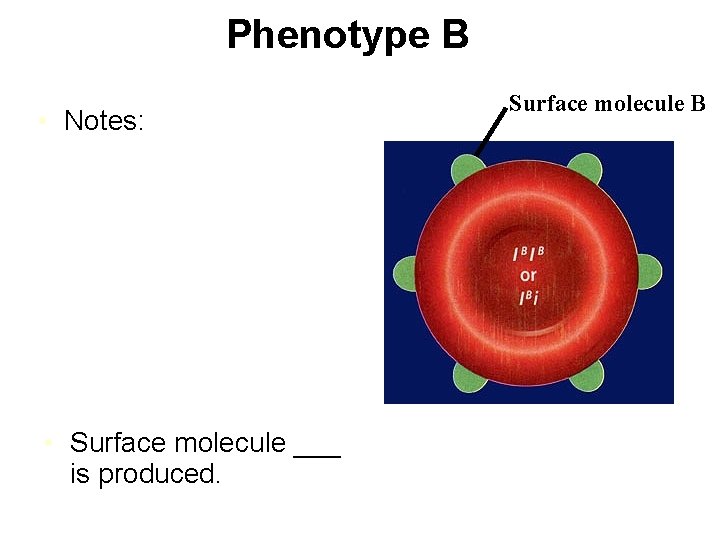 Phenotype B • Notes: • Surface molecule ___ is produced. Surface molecule B 