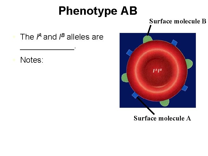 Phenotype AB Surface molecule B • The l. A and l. B alleles are