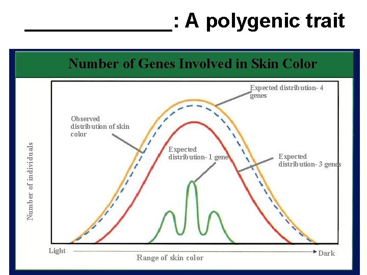 _______: A polygenic trait Number of Genes Involved in Skin Color Expected distribution- 4