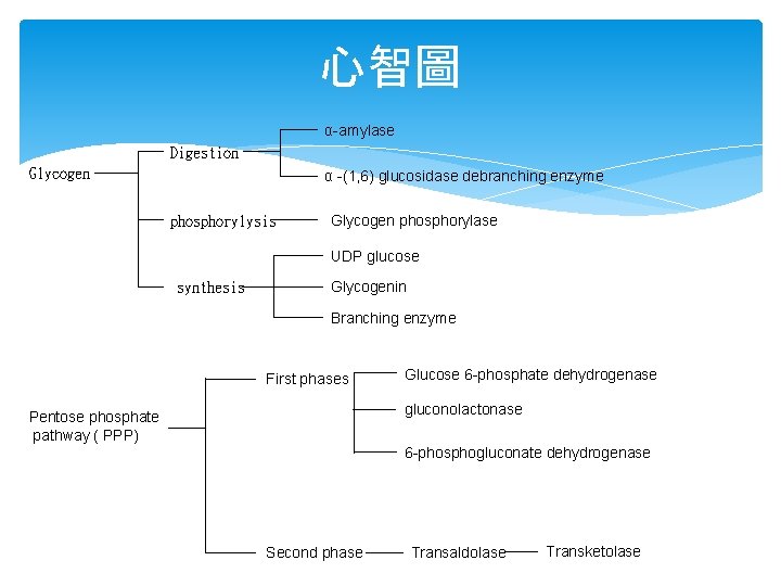 心智圖 α-amylase Digestion Glycogen α -(1, 6) glucosidase debranching enzyme phosphorylysis Glycogen phosphorylase UDP
