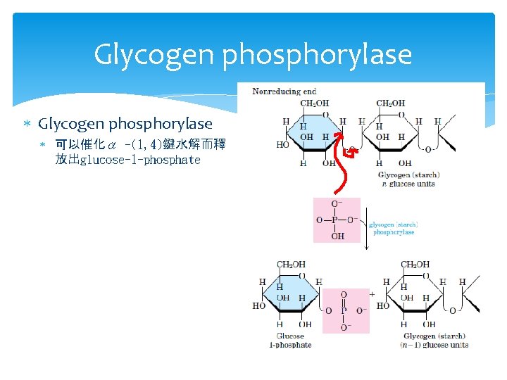 Glycogen phosphorylase 可以催化α -(1, 4)鍵水解而釋 放出glucose-1 -phosphate 