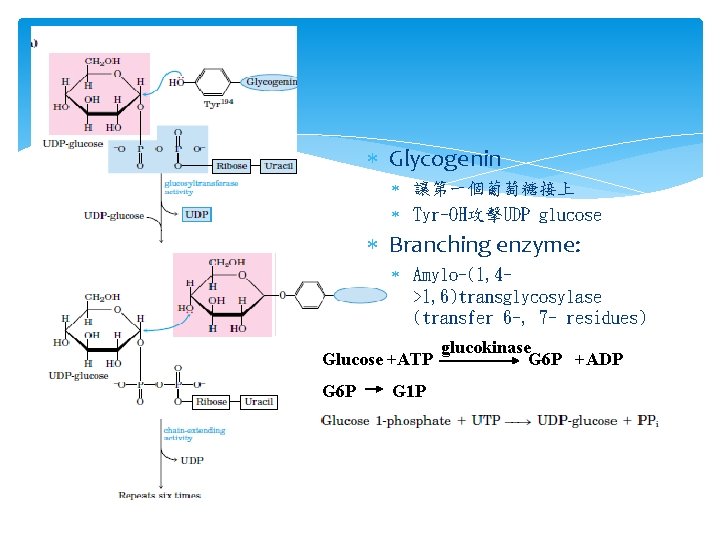  Glycogenin 讓第一個葡萄糖接上 Tyr-OH攻擊UDP glucose Branching enzyme: Amylo-(1, 4>1, 6)transglycosylase (transfer 6 -, 7
