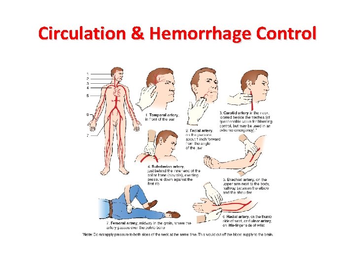 Circulation & Hemorrhage Control 