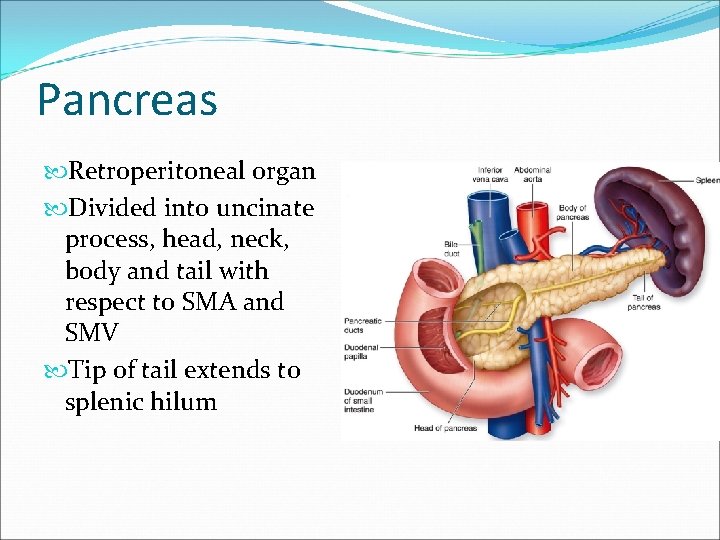 Pancreas Retroperitoneal organ Divided into uncinate process, head, neck, body and tail with respect