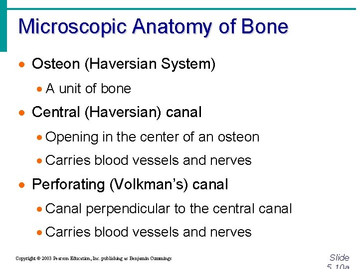 Microscopic Anatomy of Bone · Osteon (Haversian System) · A unit of bone ·