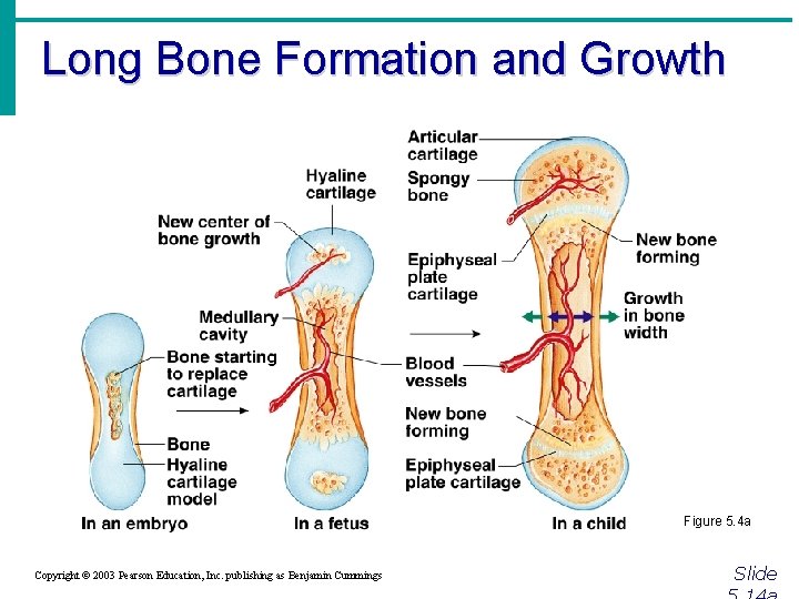Long Bone Formation and Growth Figure 5. 4 a Copyright © 2003 Pearson Education,