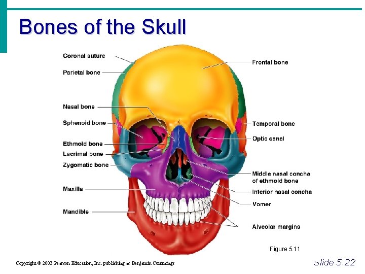 Bones of the Skull Figure 5. 11 Copyright © 2003 Pearson Education, Inc. publishing