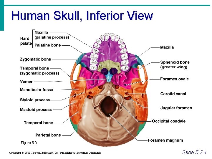 Human Skull, Inferior View Figure 5. 9 Copyright © 2003 Pearson Education, Inc. publishing